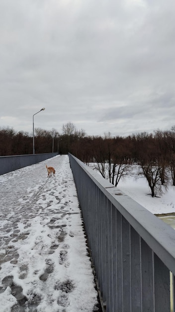 foto van de winterbrug