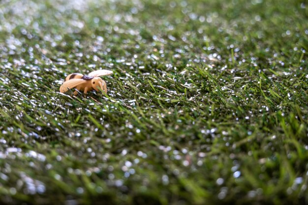 Foto foto van dieren achtergrond bij