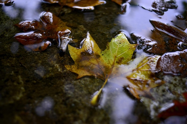 foto van een afbeelding van gevallen herfstbladeren