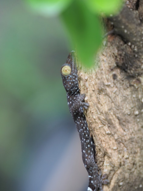 Foto van een babygekko die op een boom zit