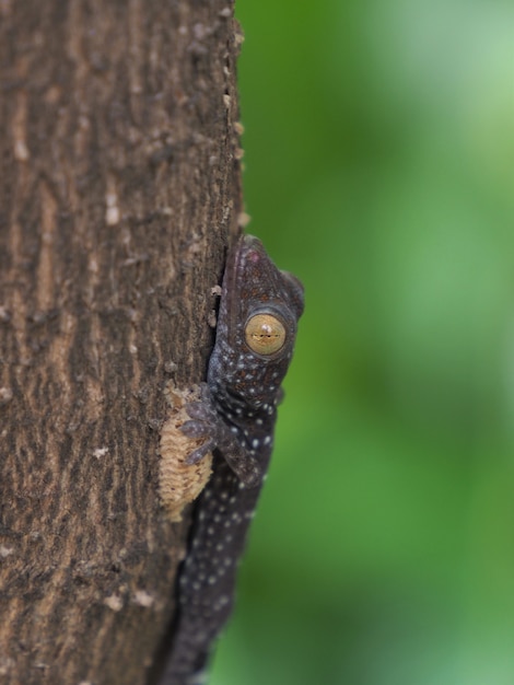 Foto van een babygekko die op een boom zit