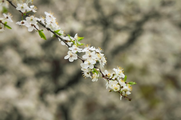 Foto van een bloeiende boom. Natuur behang