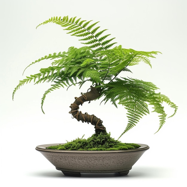 Foto van een bonsai boom in een pot in een geïsoleerde achtergrond Een perfecte bonsai plant gegenereerd door AI