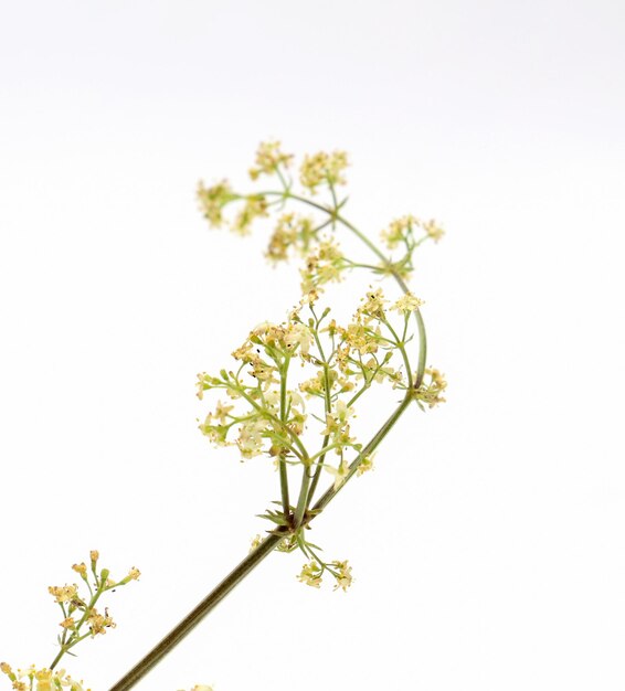Foto van een bosplant bloemen studio opname