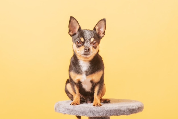 Foto van een chihuahua-hond op een gele achtergrond hondenhond