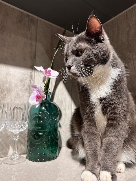 foto van een grijze kat op tafel