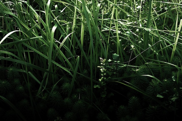 Foto van een groene plant. Muur