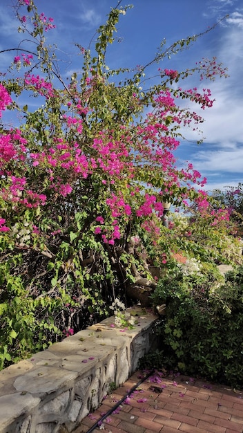 foto van een grote bloeiende bougainvilleastruik