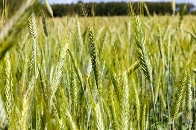 Foto van een grote groene onrijpe oren van rogge, close-up, kleine scherptediepte