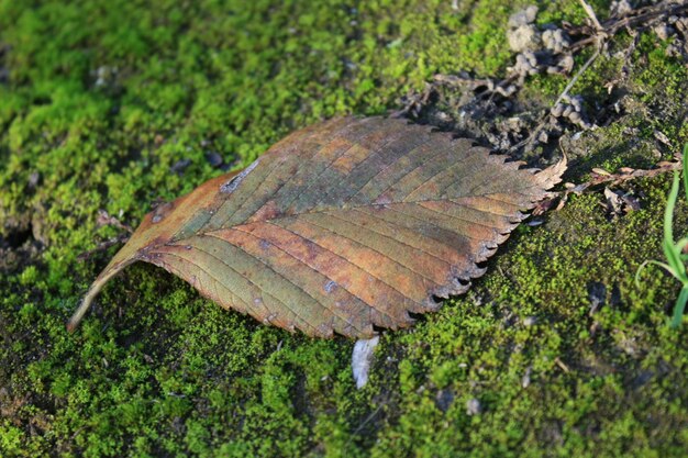 Foto van een herfstbladclose-up