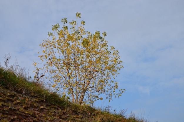 Foto van een herfstboom met vallende gele bladeren. Vallende bladeren.