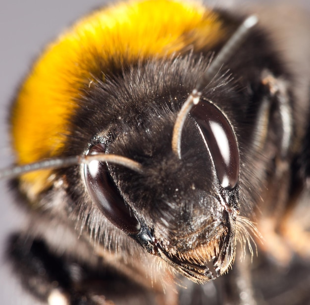 Foto van een hommel close-up