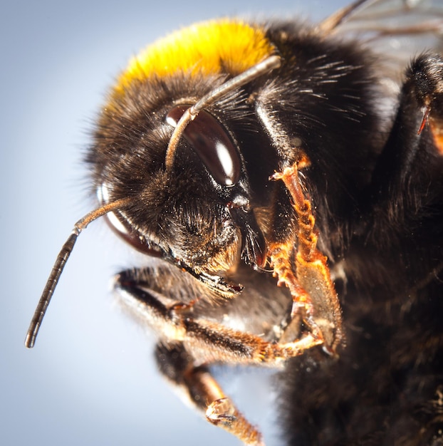 Foto van een hommel close-up