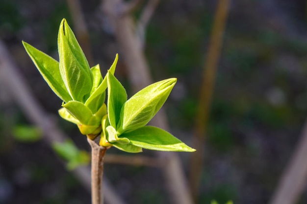 Foto van een jonge groene boomtak op donkere achtergrond