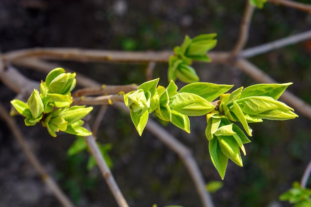 Foto van een jonge groene boomtak op donkere achtergrond