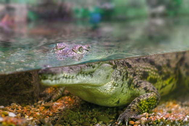 foto van een jonge krokodil die uit het water staart