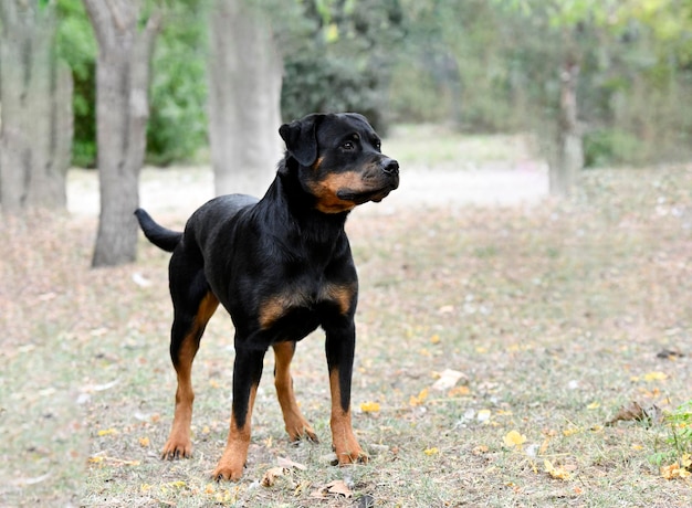 foto van een jonge rottweiler die in de natuur verblijft