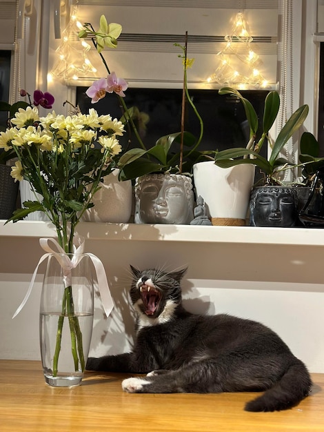 foto van een kat in huis