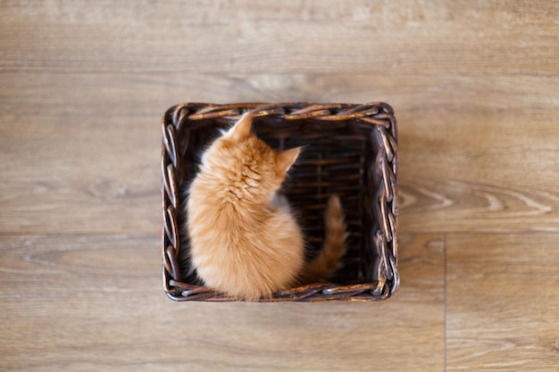 Foto van een kleine pluizige schattige gemberkat die in een rieten mand zit. Het concept van huisdieren