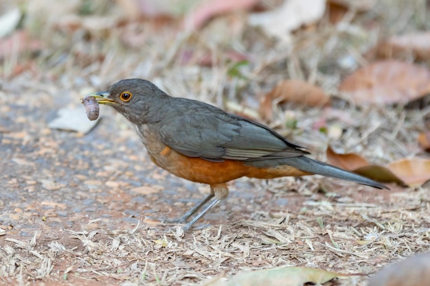 Foto van een mooie Roodbuiklijster-vogel Turdus rufiventris quotsabia laranjeiraquot