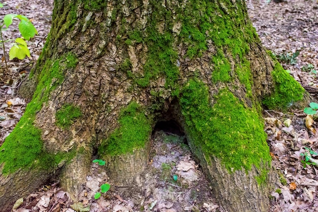 Foto van een oude boom met mos in een prachtig groen bos