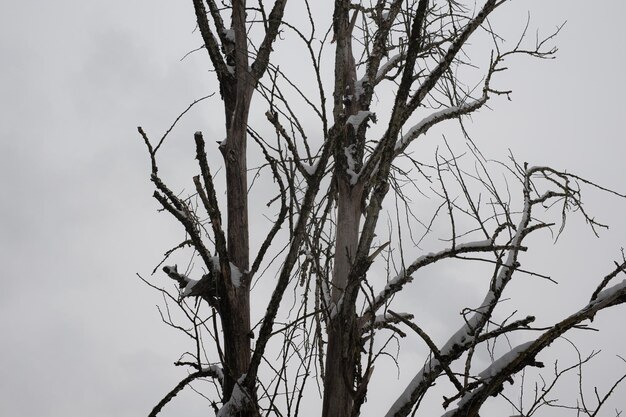 Foto van een oude boom tegen de hemel bij bewolkt weer