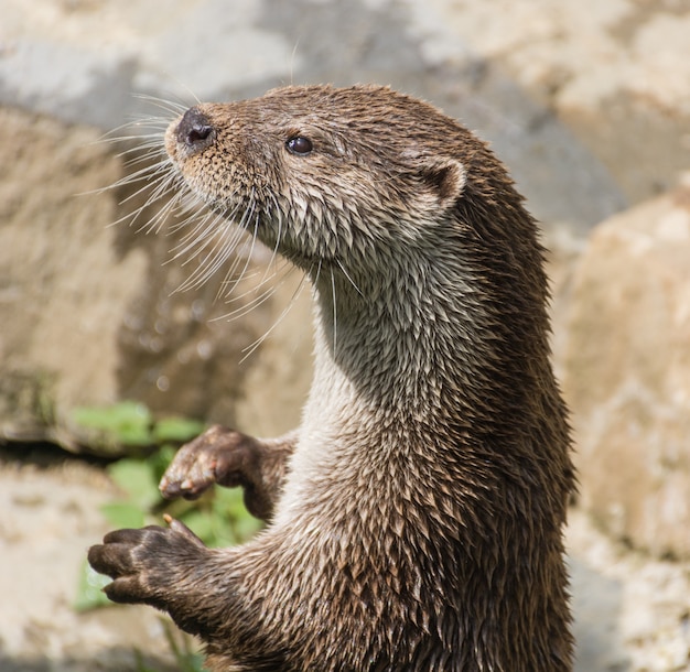 Foto van een paar otters