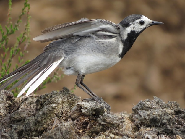 Foto van een prachtige vogel op een prachtige locatie