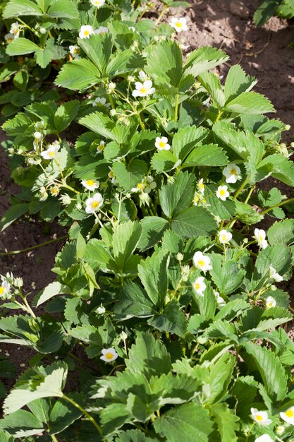 Foto van een rij aardbeien tijdens de bloei en groei in het voorjaar op een landbouwgebied