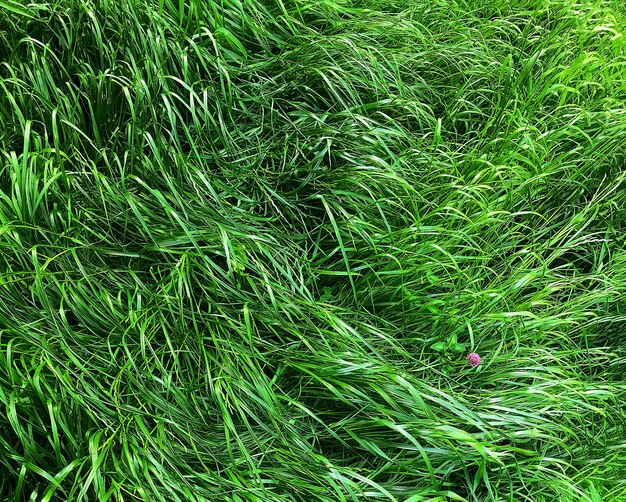 Foto van een rij vers groen gras