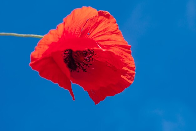 foto van een rode papaver close-up tegen een achtergrond van blauwe hemel rode bloem