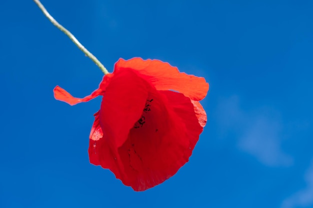 Foto foto van een rode papaver close-up tegen een achtergrond van blauwe hemel rode bloem