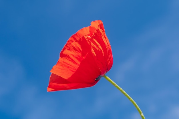 Foto foto van een rode papaver close-up tegen een achtergrond van blauwe hemel rode bloem