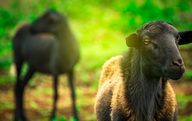 Foto van een schaap dat gras eet, Portret van een schaap in het veld, close-up van een paar schapen in het veld