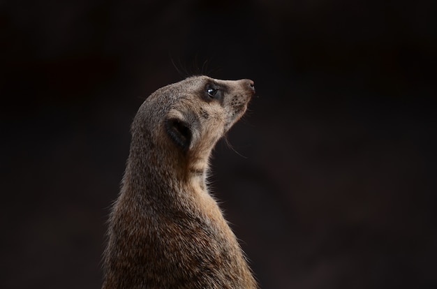 Foto van een schildwacht meerkat met vage achtergrond