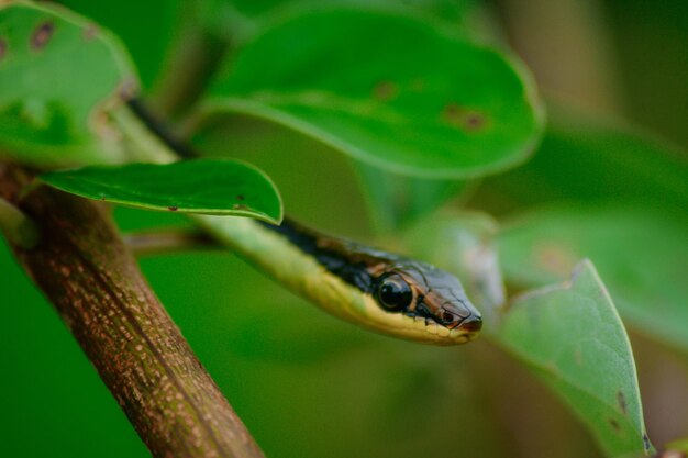 Foto foto van een slangenhoofd die onder een groen blad kijkt