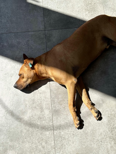 foto van een slapende bruine hond