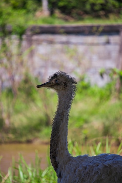 Foto van een struisvogel in de duurzame witte woestijndierentuin Jantho Aceh Besar