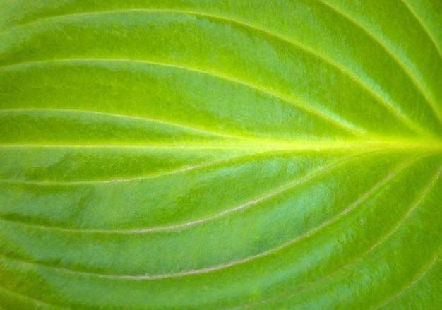 Foto van een textuur van een groot mooi groen blad in de tuin