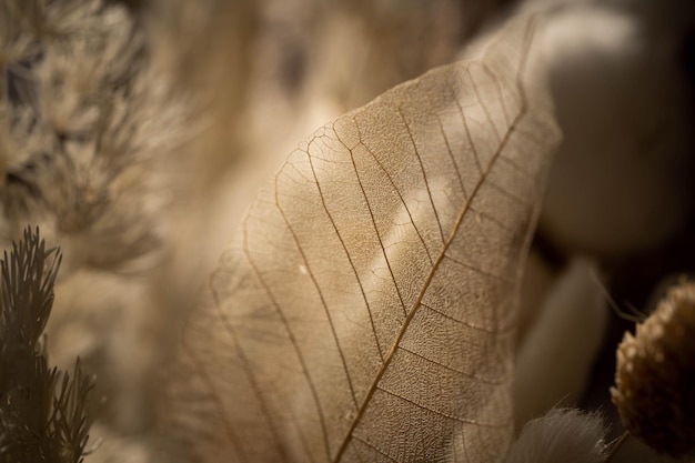 Foto van een transparant droog blad, comfort en warmte