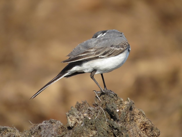 Foto van een vogel in de natuur