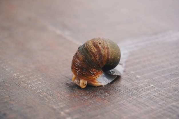 Foto van een wandelende gouden appelslak op een houten ondergrond