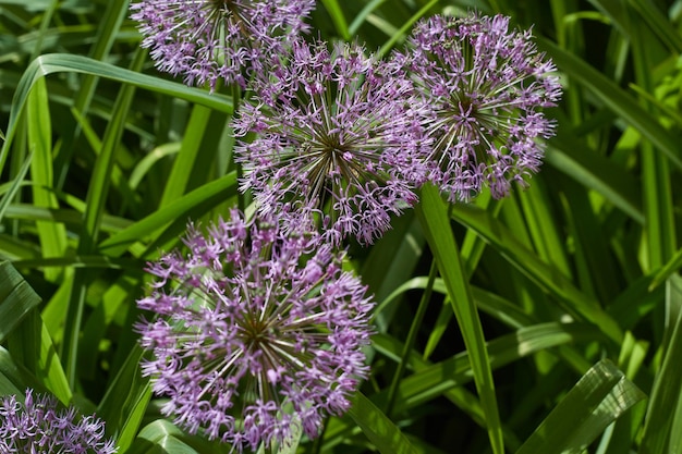 Foto van een wilde uienplant op de achtergrond van varenbladeren en een houten huis Rustiek landschap