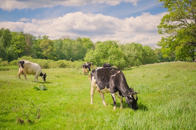 Foto van een zomers veldlandschap. Koeien lopen in het veld en eten gras.