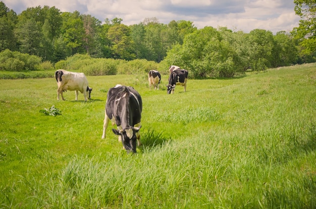 Foto van een zomers veldlandschap. Koeien lopen in het veld en eten gras.