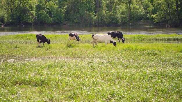 Foto van een zomers veldlandschap. Koeien lopen in het veld en eten gras.