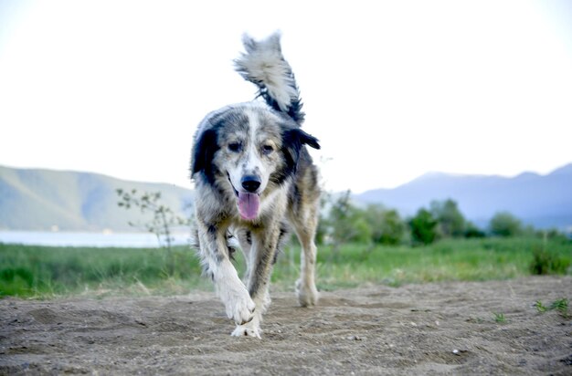 foto van een zwerfhond die op het zand loopt