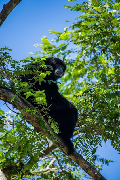 Foto van gibbon-gibbons in de duurzame witte woestijndierentuin Jantho Aceh Besar