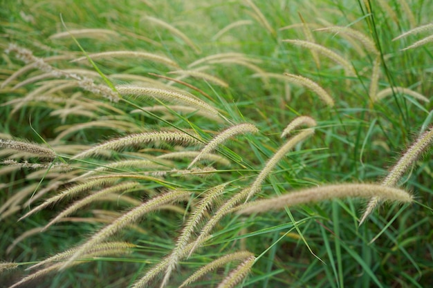 Foto van gras bloemen natal gras natal redtop ruby grass buitenshuis