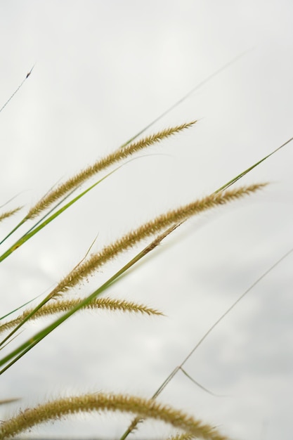 Foto van gras bloemen natal gras natal redtop ruby grass buitenshuis